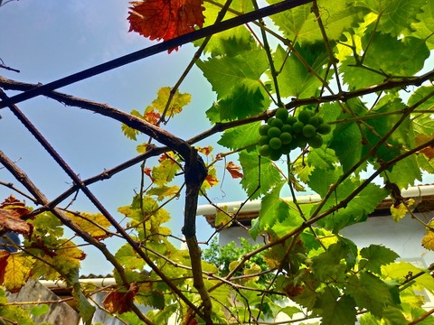 P_20190210_145301_vHDR_On_HP