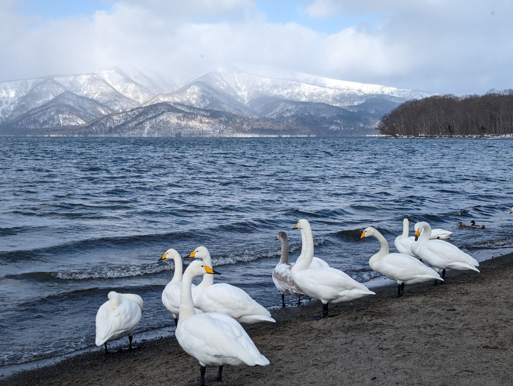 【北海道旅行Jan/2025】2-1:ホワイトピリカ号で道東観光バスツアー